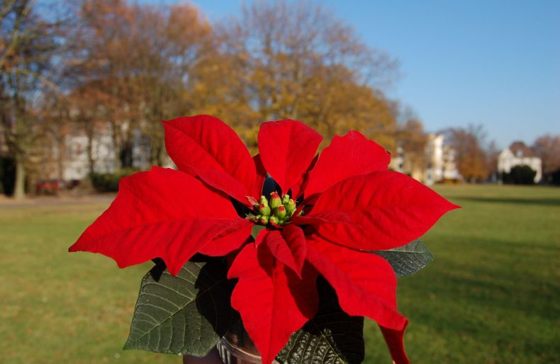 Weihnachtsstern auf der "Grünen Mitte" des SBK-Gelaendes Riehl