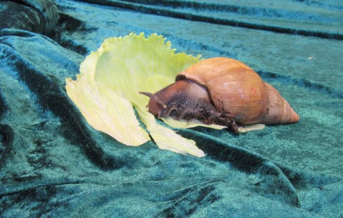 Schnecken aus Afrika