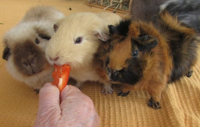 Tierisches in Haus 2